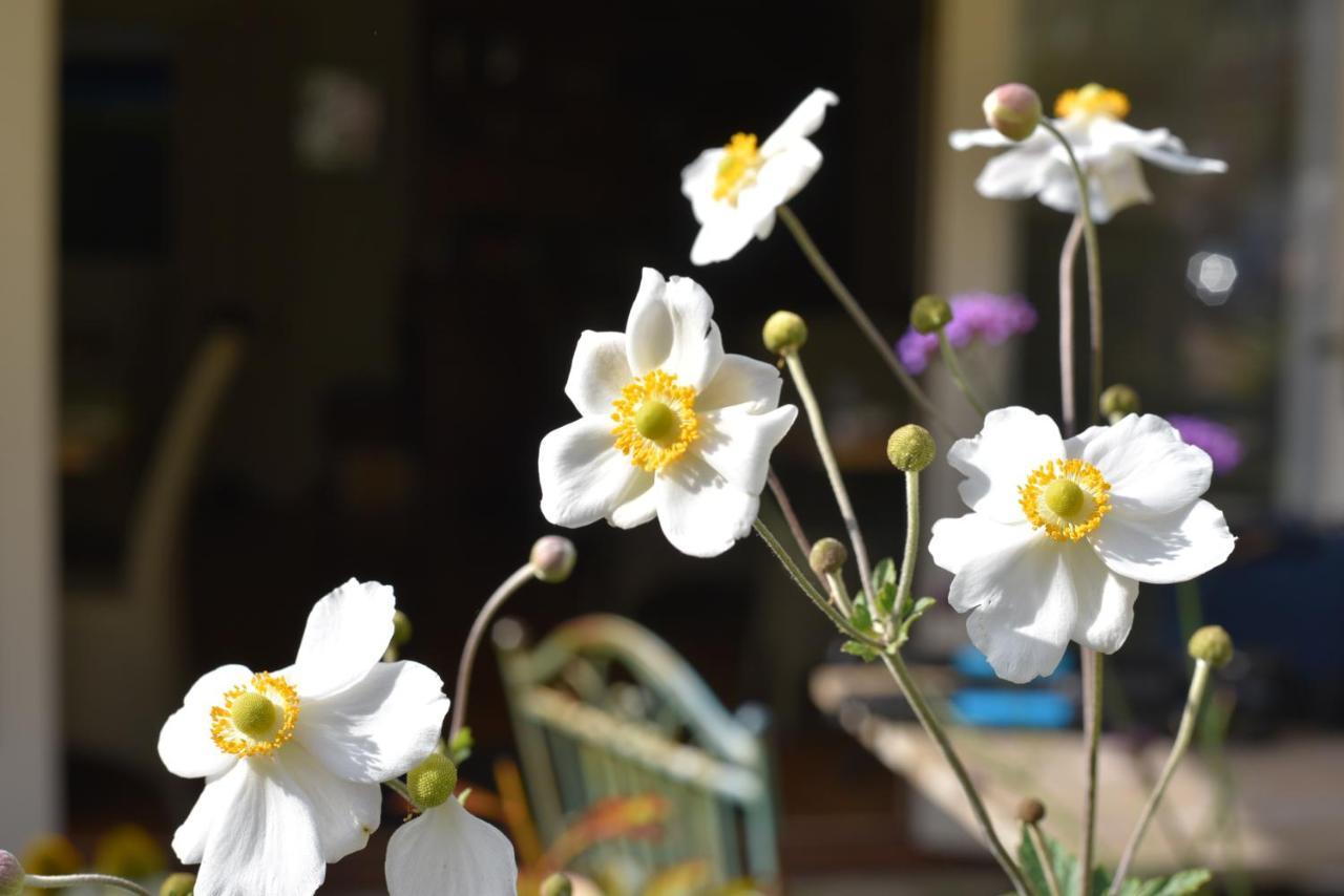بروكينهورْسْتْ Daisybank Cottage Boutique Bed And Breakfast المظهر الخارجي الصورة